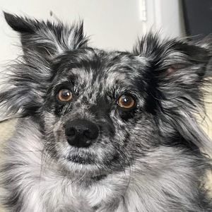 Meet your Posher, Ollie